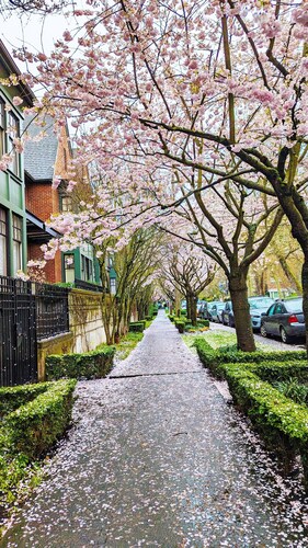 Walker's Paradise #1,Queen Anne Hill,2 adjacent parking lots,fencing backyard.