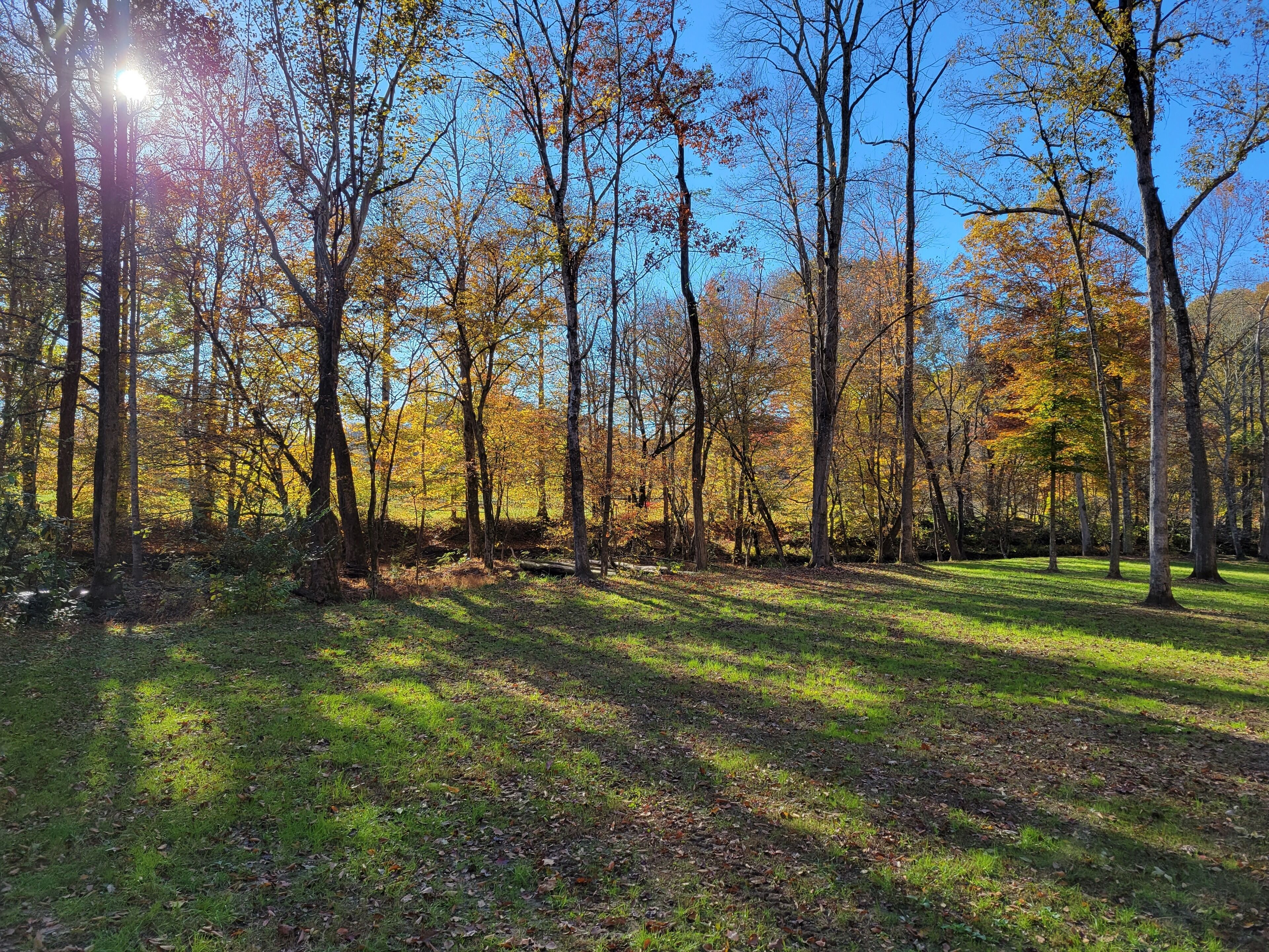 A forested area with sunlight filtering through trees.