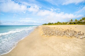 Beach - Captiva Grace (Captiva)