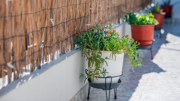 Una hilera de macetas con plantas frente a una valla de bambú en un patio con baldosas.