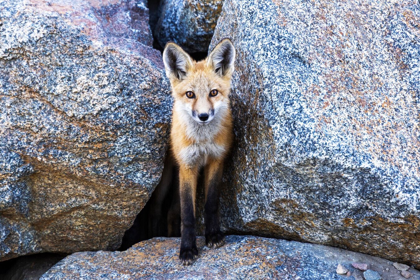 A fox in a rocky environment.