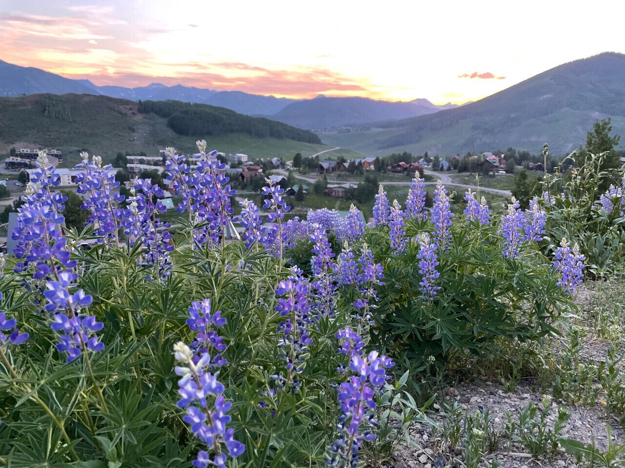 A landscape with purple flowers in the foreground and a village in the background.