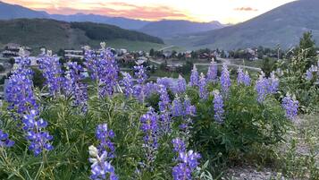 A landscape with purple flowers in the foreground and a village in the background.