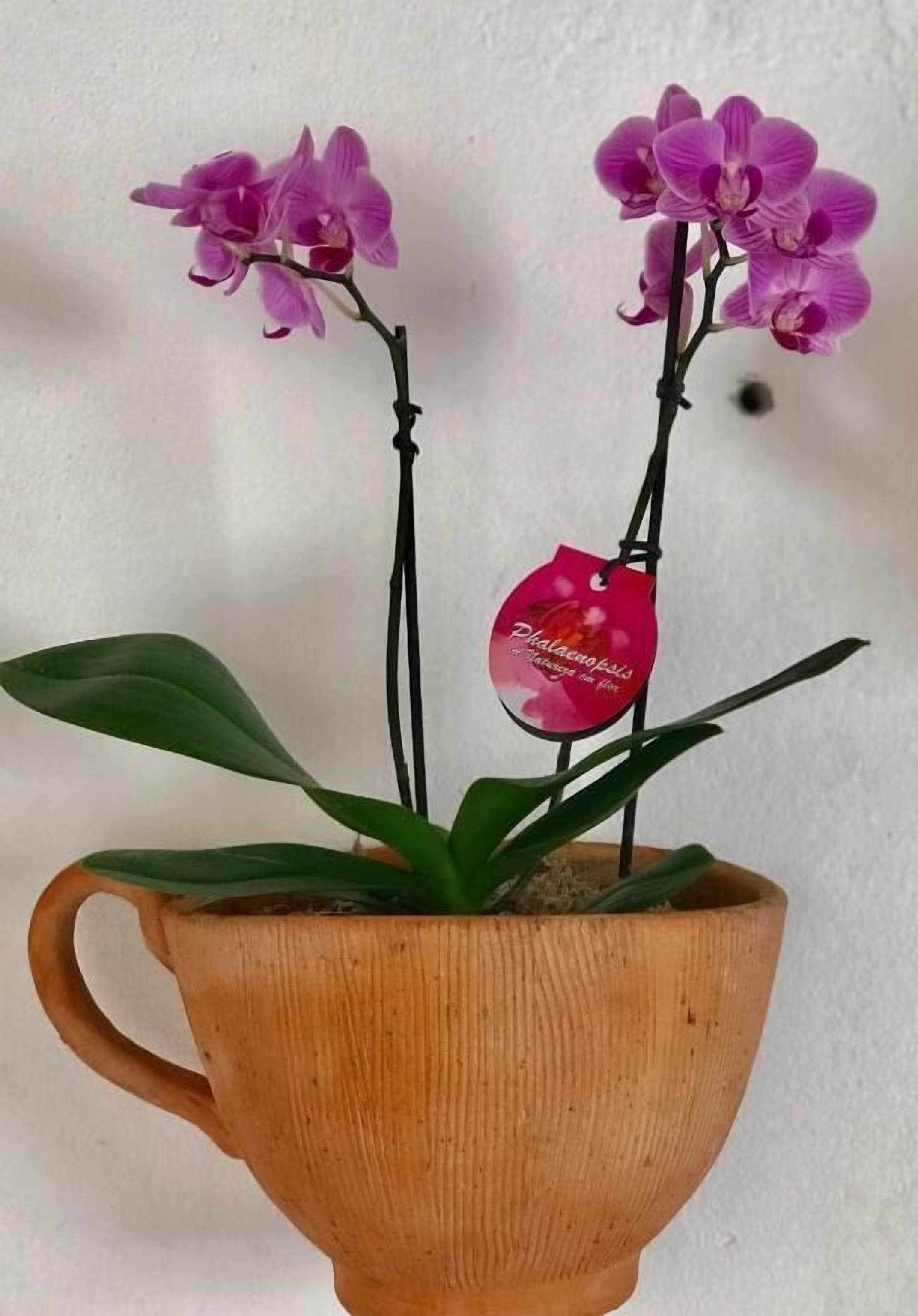 Foto - Pousada Arraial da Poesia