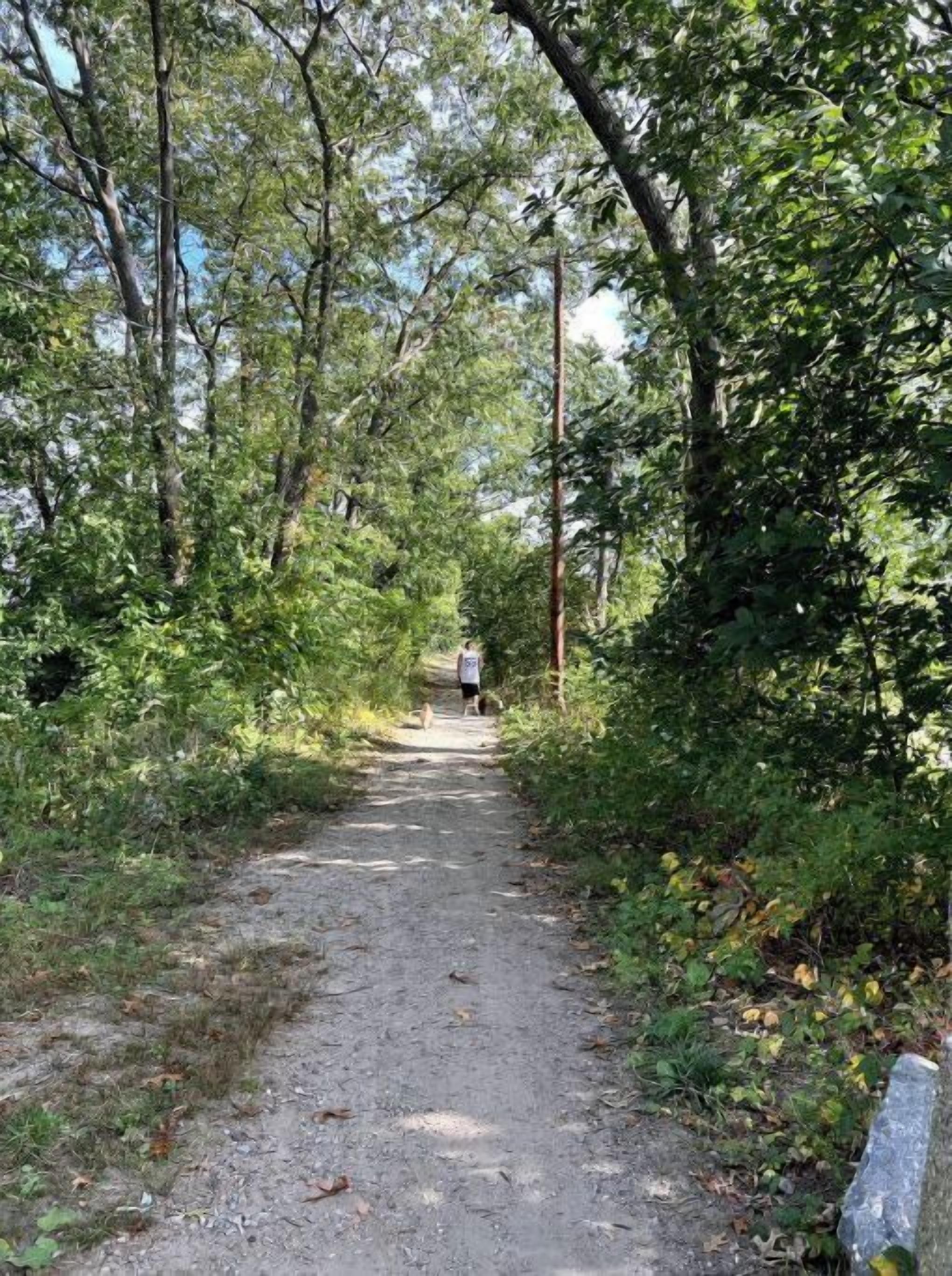 Un sentier étroit et non pavé, bordé d’une végétation dense et d’arbres.
