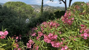 A lush garden with pink flowers and a view of a town in the background. - 100m2 house with private pool (Sainte-Maxime)