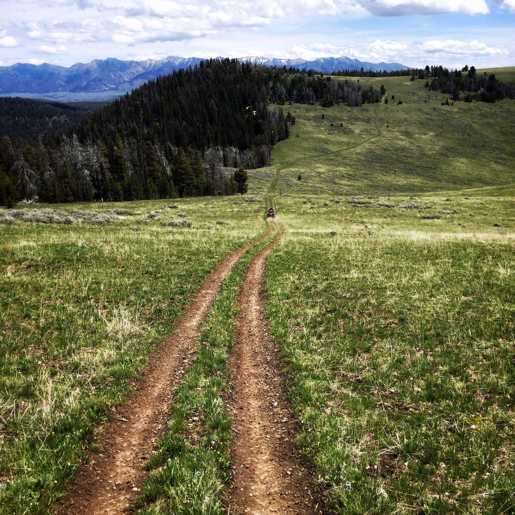A dirt path leading through a grassy field with a forested area and mountains in the background.