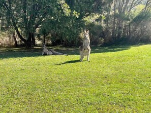 Un espacio al aire libre con césped, árboles y un canguro.