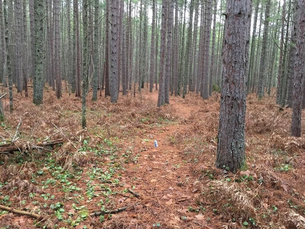 Ett skogsområde med en smal, grusbelagd stig.