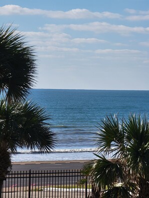 A beach view with palm trees and a fence.