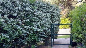 Un vialetto in pietra conduce a un cancello, circondato da prato curato e siepi.