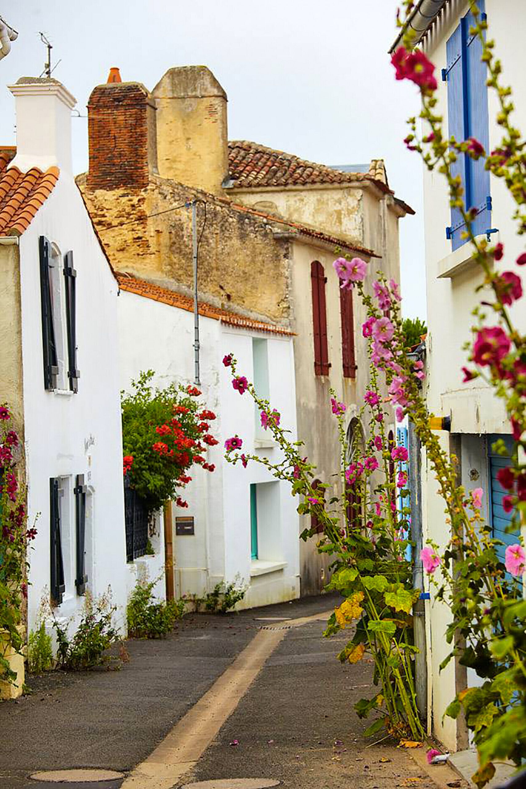 A narrow street with white buildings, some with blue shutters, and flowering plants.