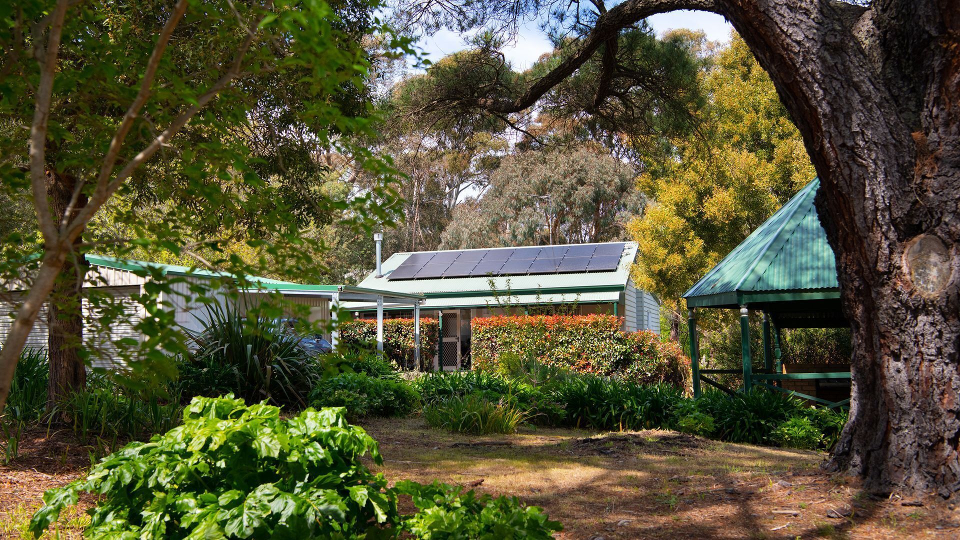 Une maison dotée d’un toit végétalisé et de panneaux solaires, entourée d’une végétation luxuriante et d’un grand arbre.