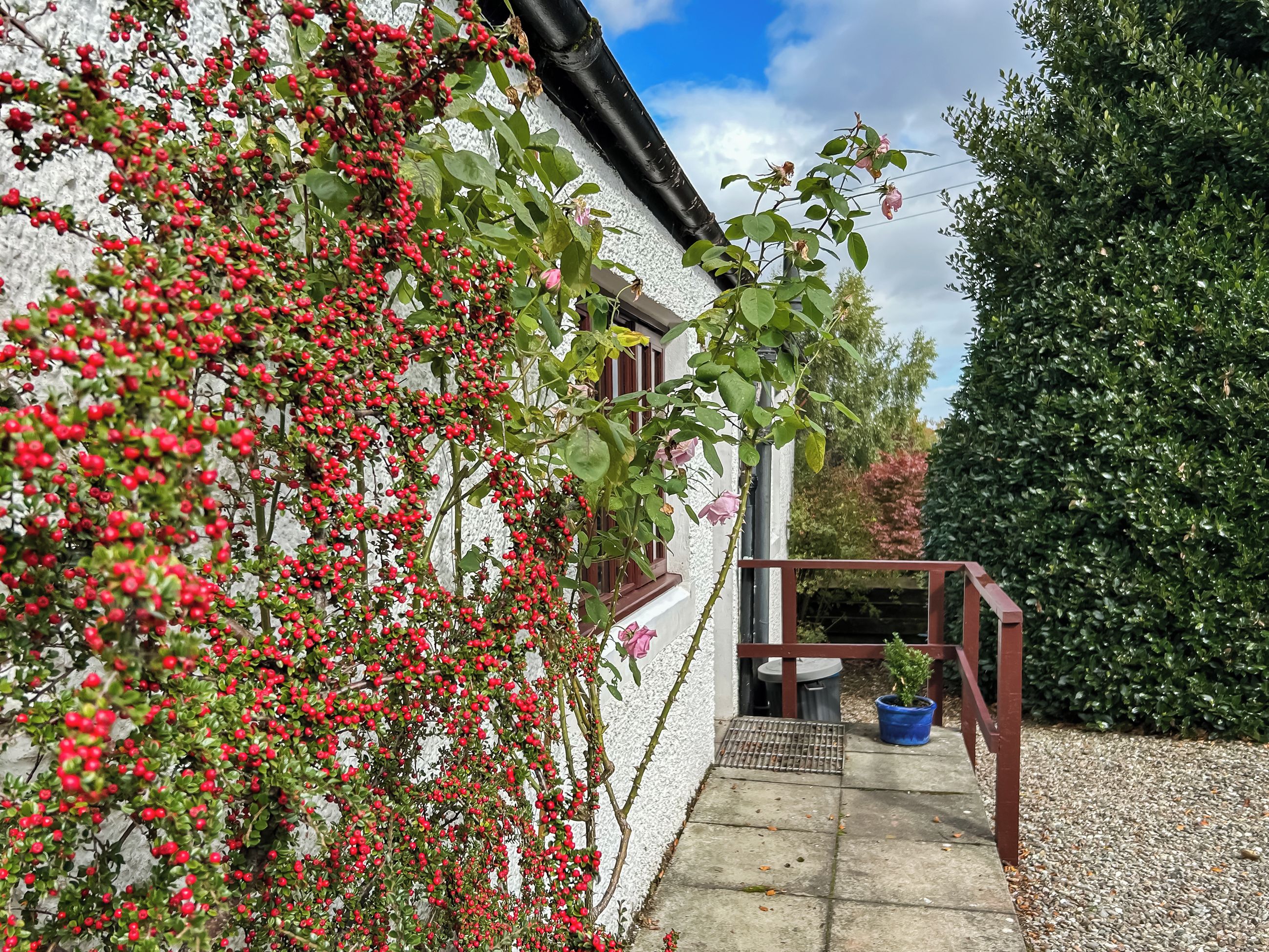 A white building with a climbing plant bearing red berries and pink flowers.