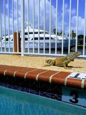 Pool - Apt#3-Charming relaxing -beautiful APT-80yard walk to the BEACH wBBQ/ Patio (Pompano Beach)
