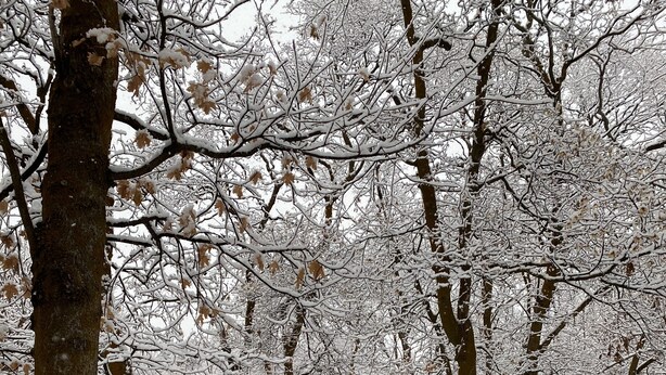 En snötäckt vägskylt i en skog.