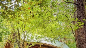 A log cabin with a porch, surrounded by trees and a forest floor. - Cherokee private cabin in Riverside Resort (Benton)