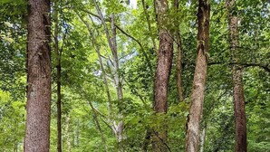 A forested area with a stone pathway leading to a wooden structure labeled 'Welcome to Valley Village.' - Ivy quaint tiny cabin creekside - Riverside Resort (Benton)