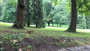 Ein Park mit Bäumen und einem Eichhörnchen am Boden.
