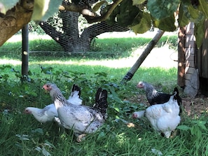 A group of chickens foraging in a grassy area with a tree and a wire fence in the background.