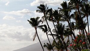 Ein Strand mit Palmen und einem Berg im Hintergrund.