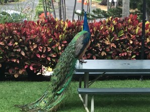 Property grounds - Million Dollar View of Ocean and Mountain/ Quiet and Serene (Waianae)