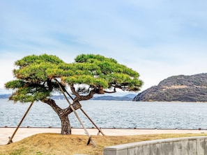 Un árbol bonsái con una estructura singular, un cuerpo de agua y una colina distante.