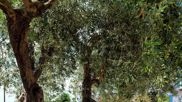 واجهة المنشأة