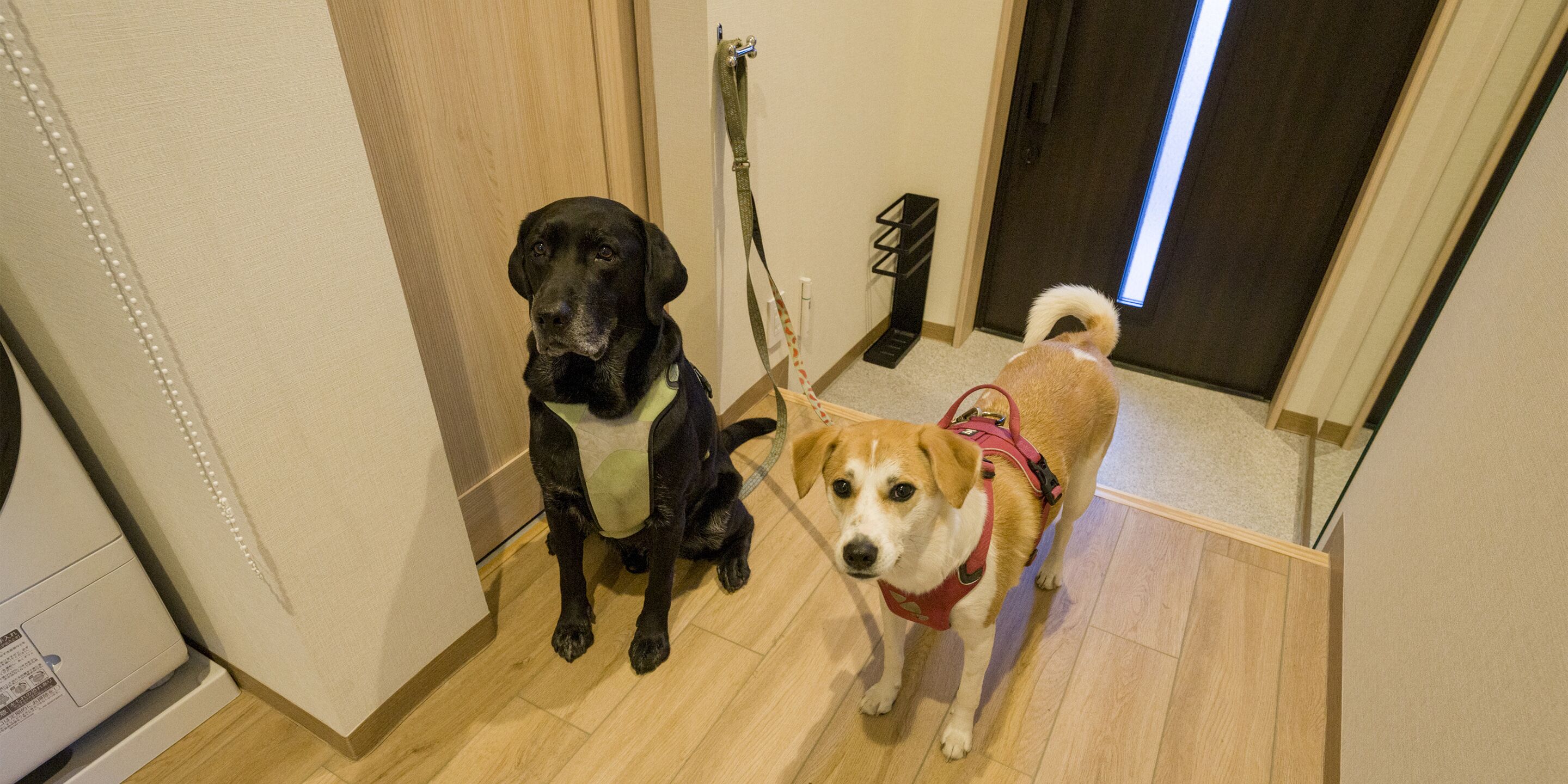 Two dogs, one black and one brown, in a hallway with wooden flooring and a door in the background.