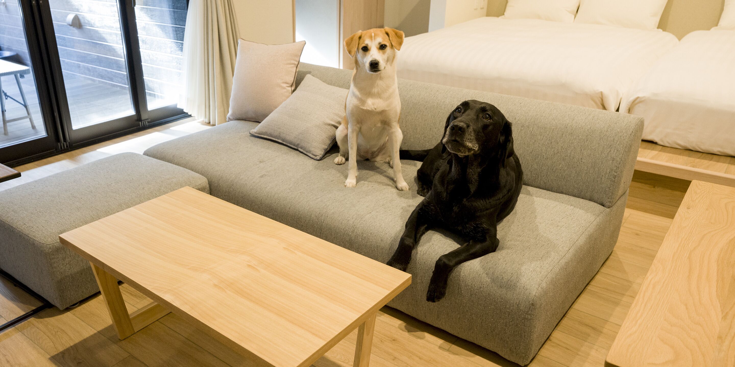 A modern living room with a grey sofa, a wooden coffee table, and two dogs sitting on the sofa.