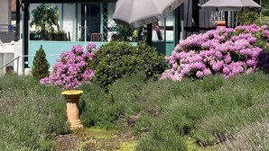 Une maison traditionnelle à colombages, surmontée d’un toit de tuiles rouges, entourée d’une végétation luxuriante et de fleurs roses éclatantes.