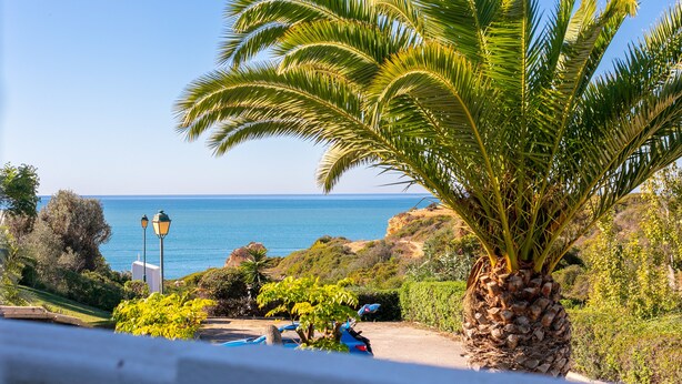 Eine Küstenlandschaft mit einer Palme, blauem Himmel und Blick aufs Meer.