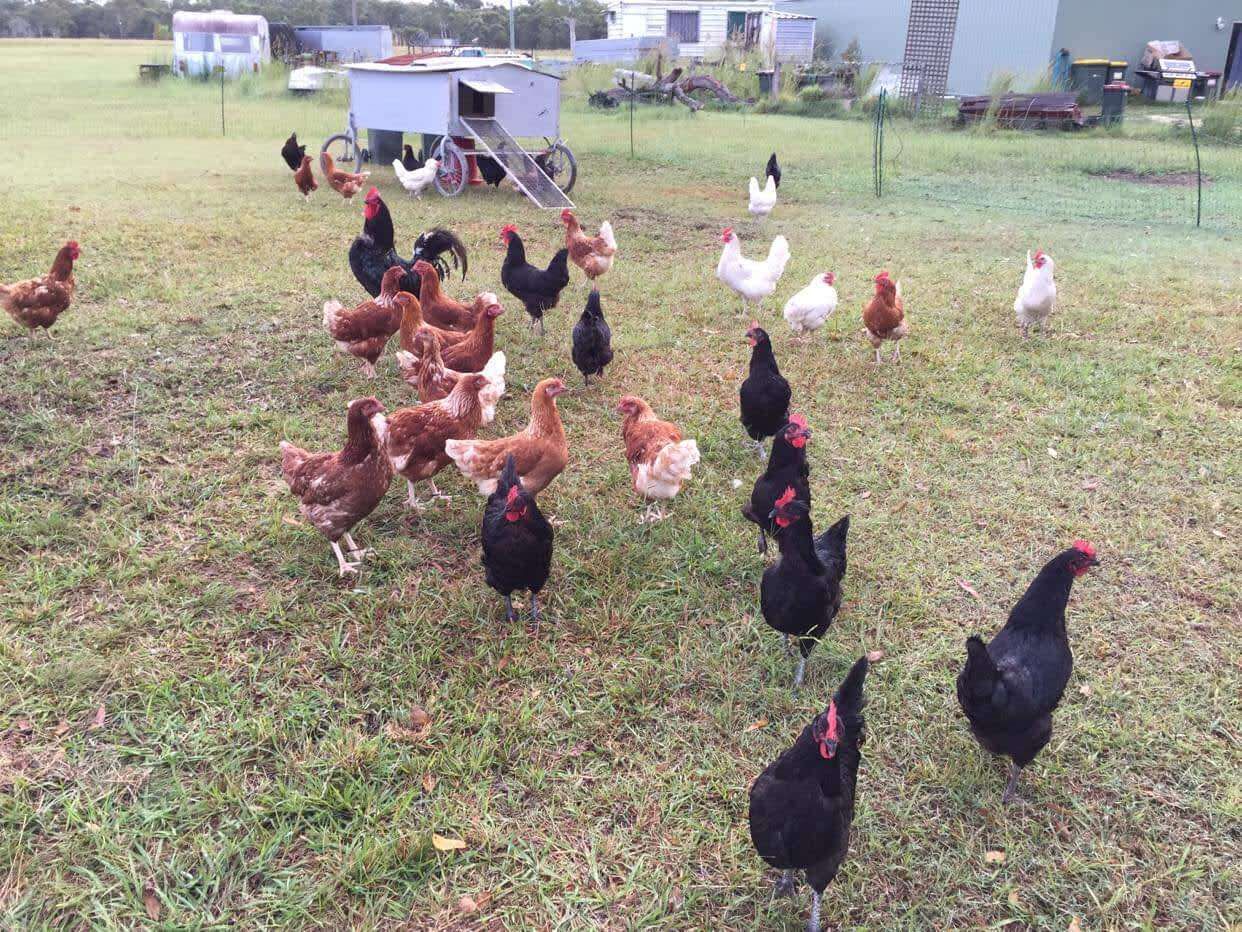 A rural farm with chickens scattered across a grassy field.
