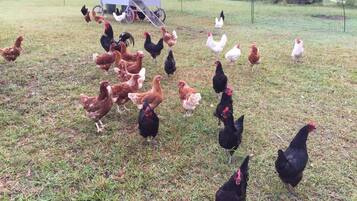 A rural farm with chickens scattered across a grassy field.