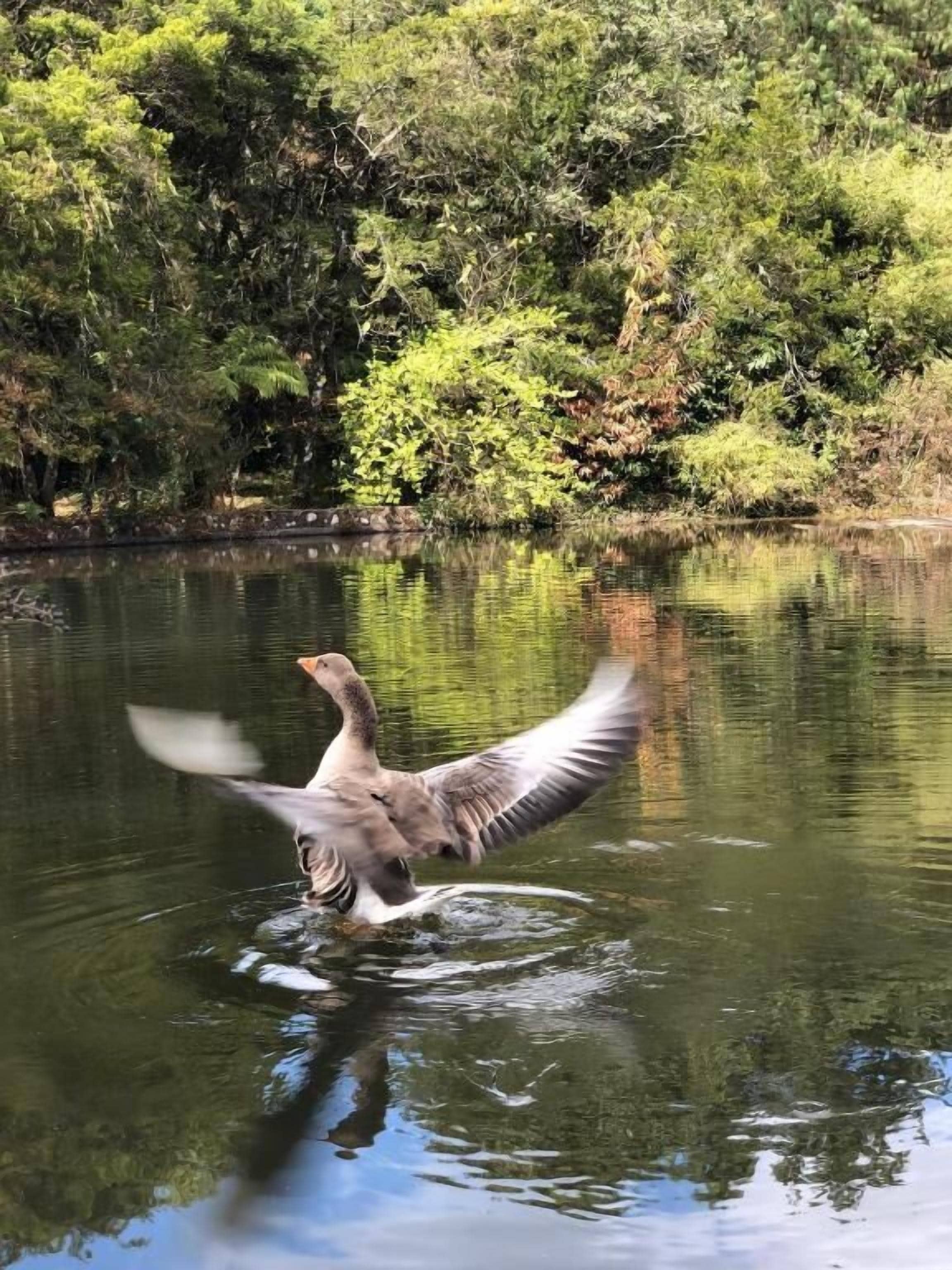Foto - Pousada O Cantinho da Raposa
