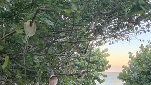A sandy path leading through dense foliage to a body of water. - North Captiva Island- Ocean bay views and modern decor. Two new carts! (Captiva)