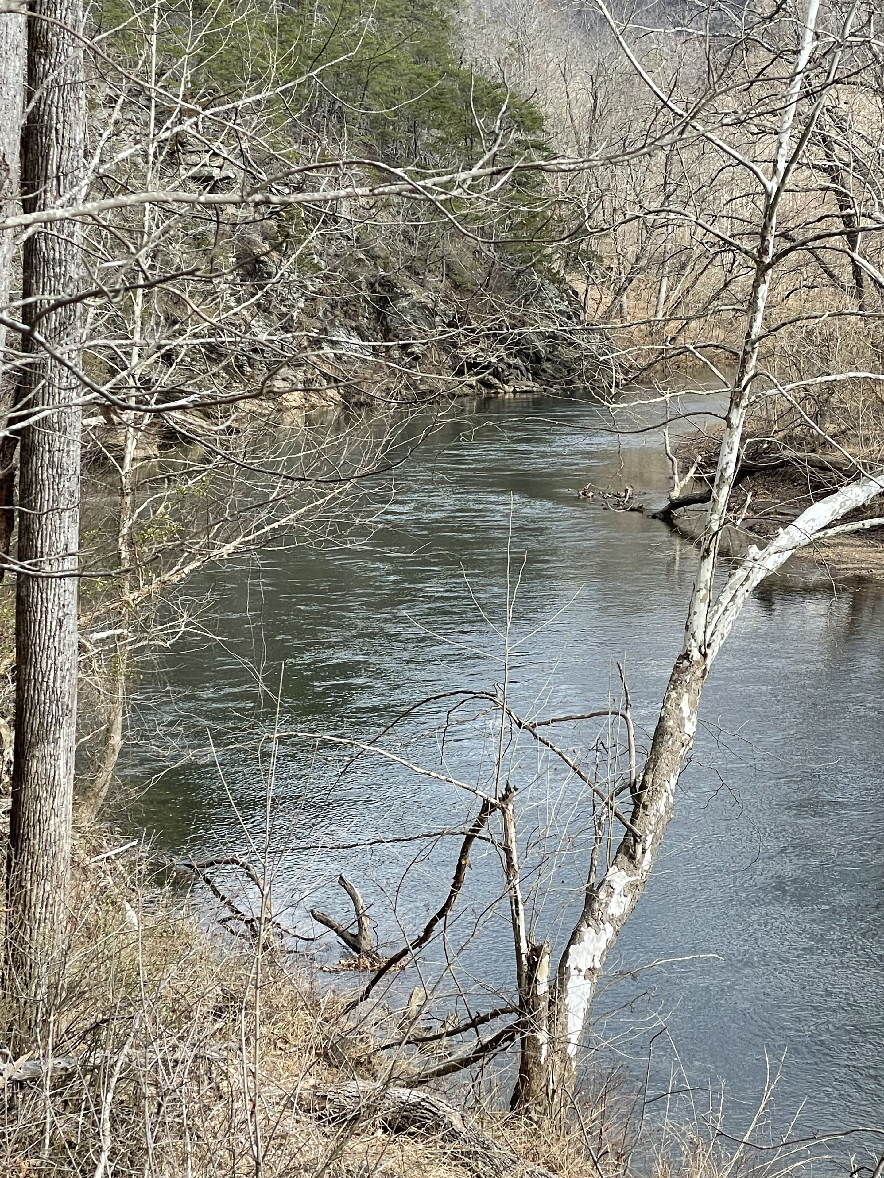 A river with trees and branches in the foreground.