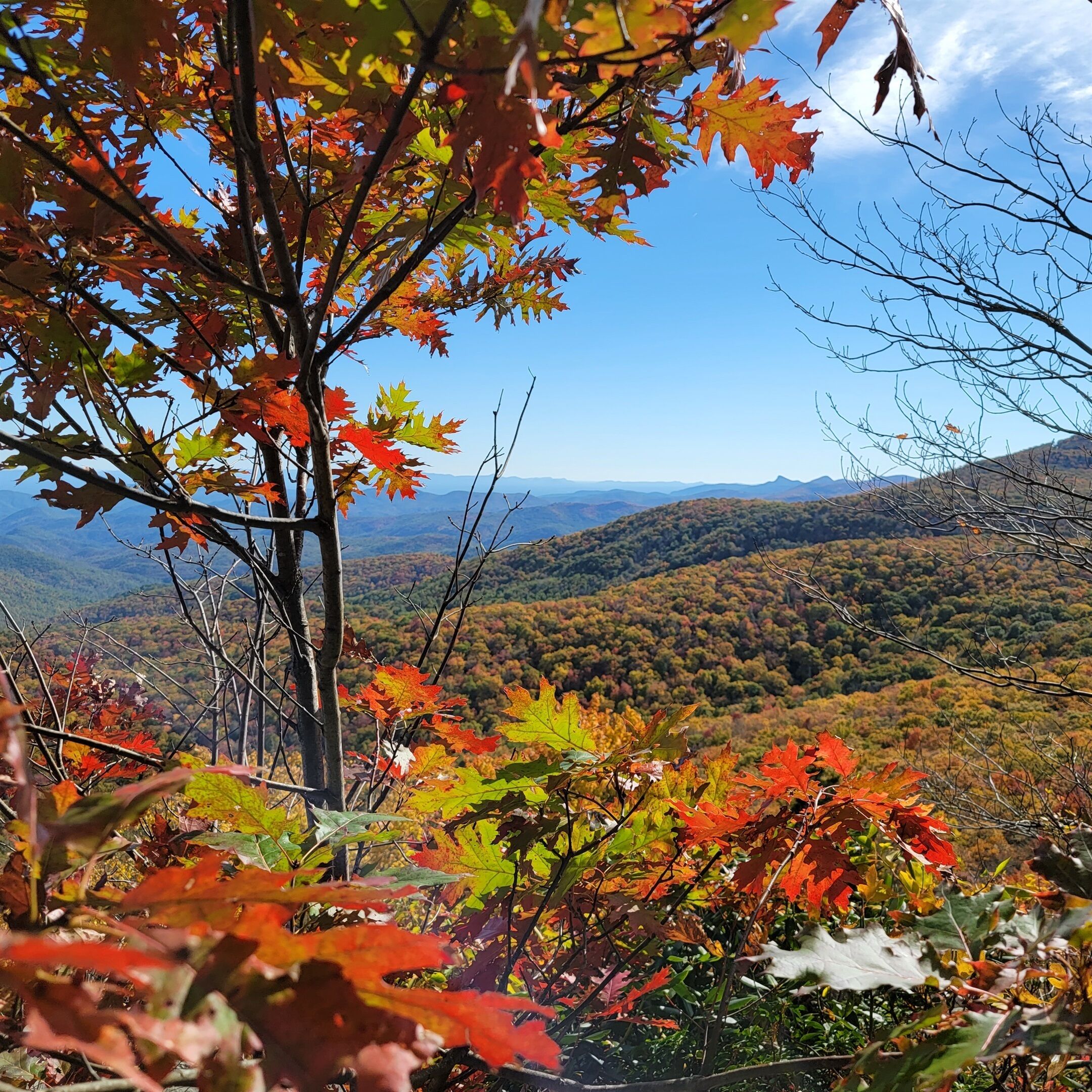 A tree with autumn leaves in a mountainous area.