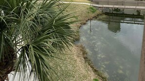 A hotel with a pool, palm trees, and a view of the ocean. - Family&Pre-Approved Pet Friendly Condo Gated Complex Bed 3 Bath 3 walk2Tootsies (Panama City Beach)