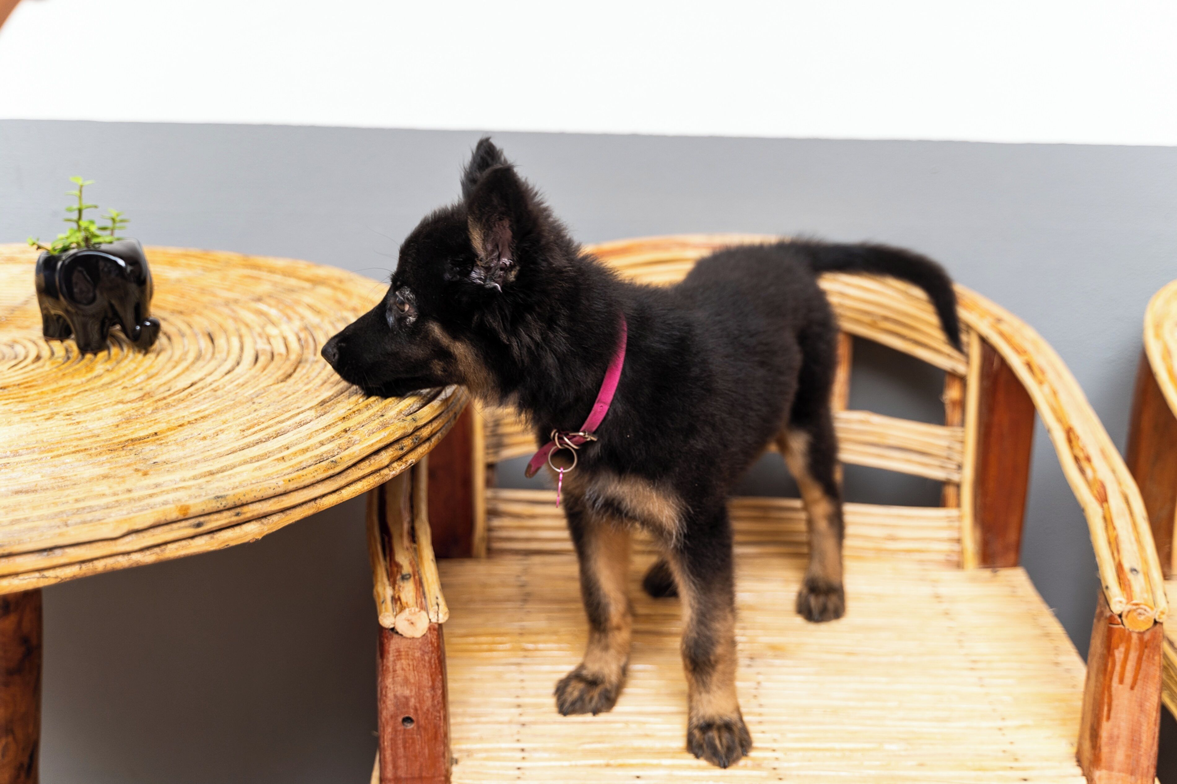 Un cucciolo nero con collare rosa in piedi su una sedia di vimini.