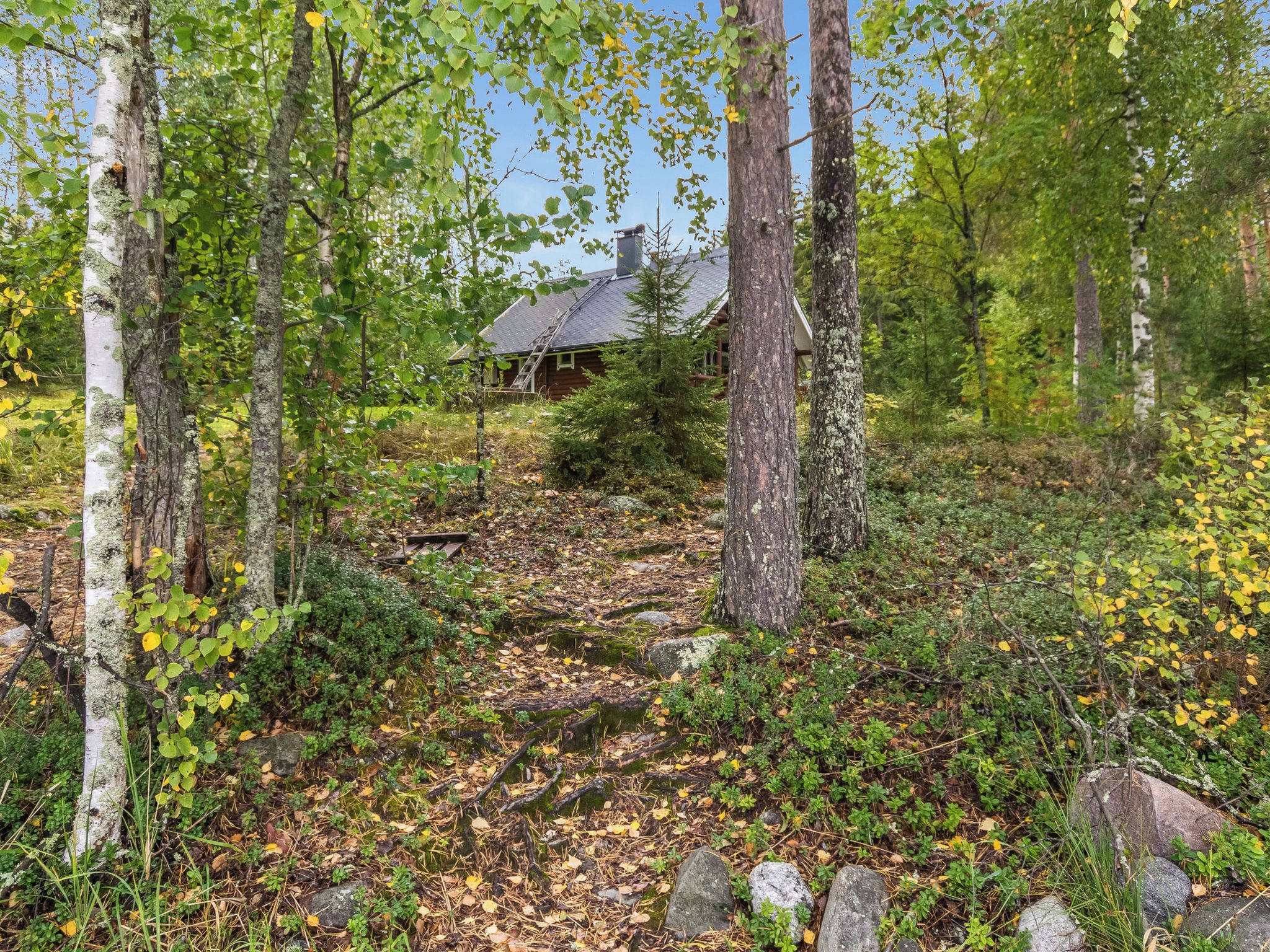 A forested area with a cabin surrounded by trees and a clear sky.