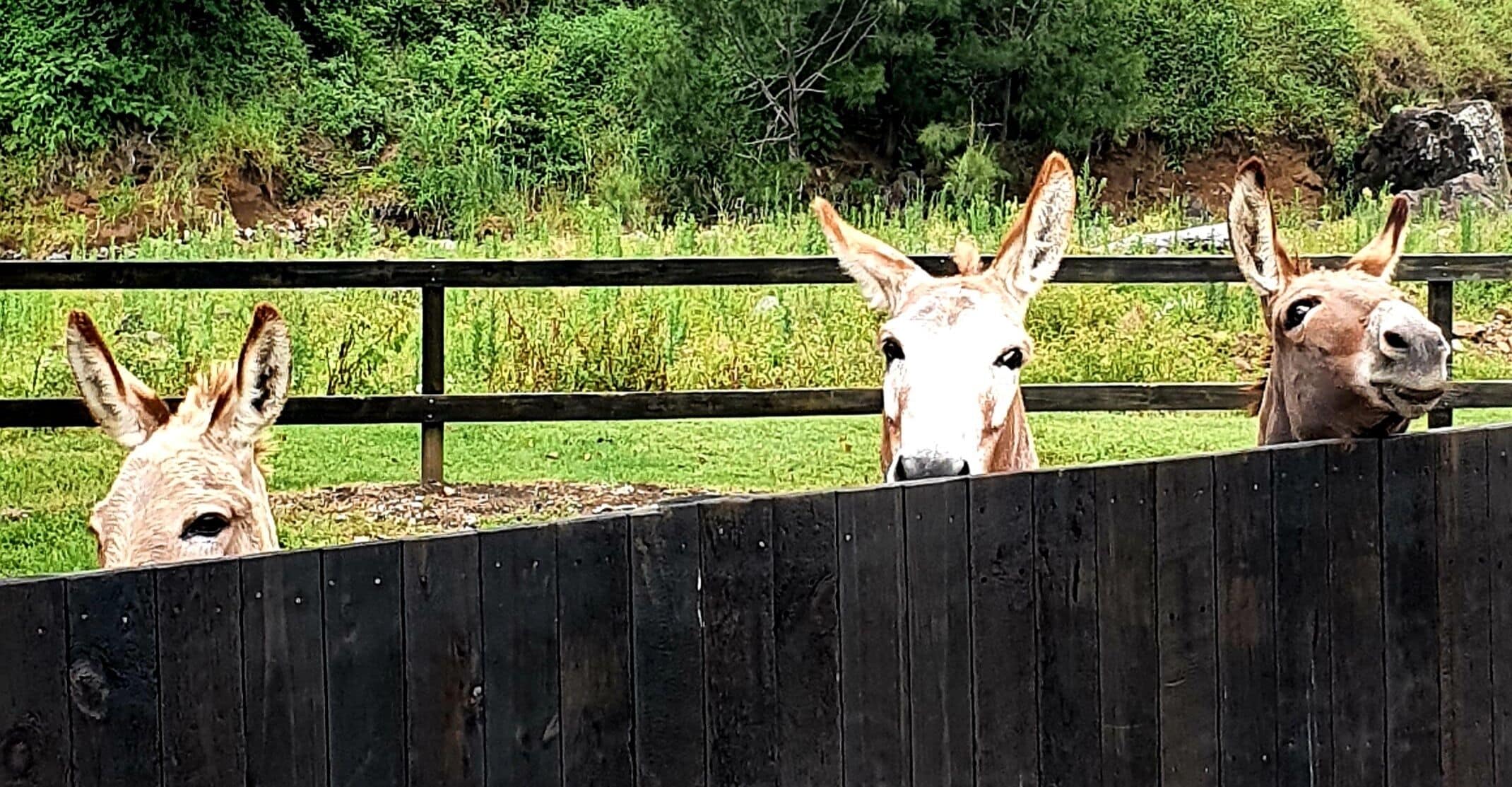 Farm Stay Cottage in the beautiful Gold coast hinterland — image 25