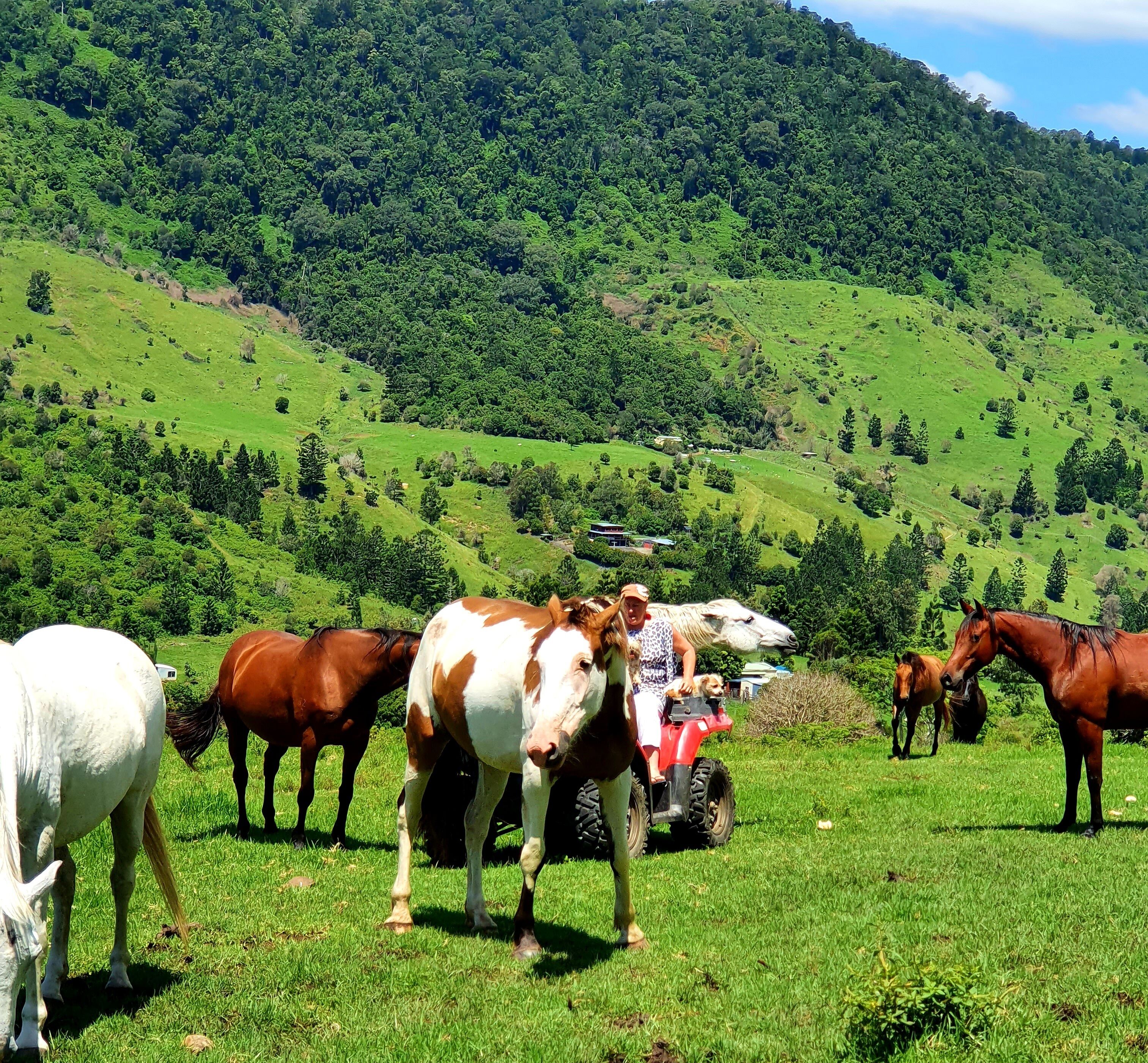 Farm Stay Cottage in the beautiful Gold coast hinterland — image 27