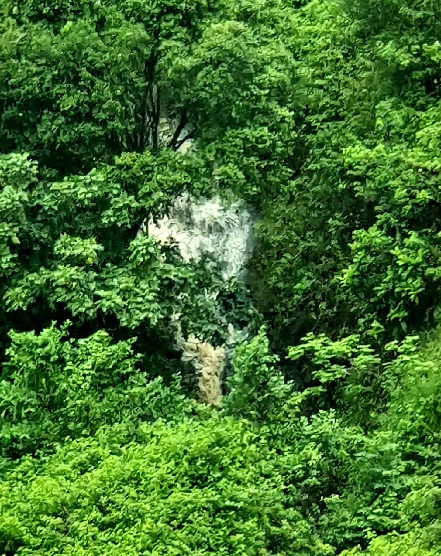 Farm Stay Cottage in the beautiful Gold coast hinterland — image 29