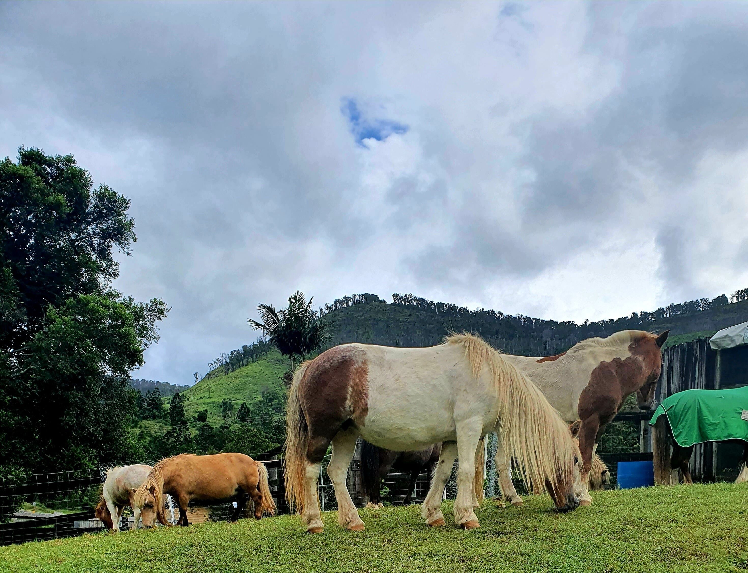 Farm Stay Cottage in the beautiful Gold coast hinterland — image 22
