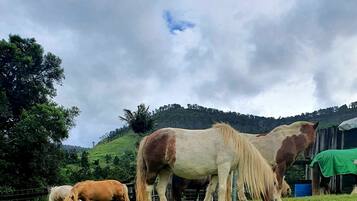 A stable with horses grazing.