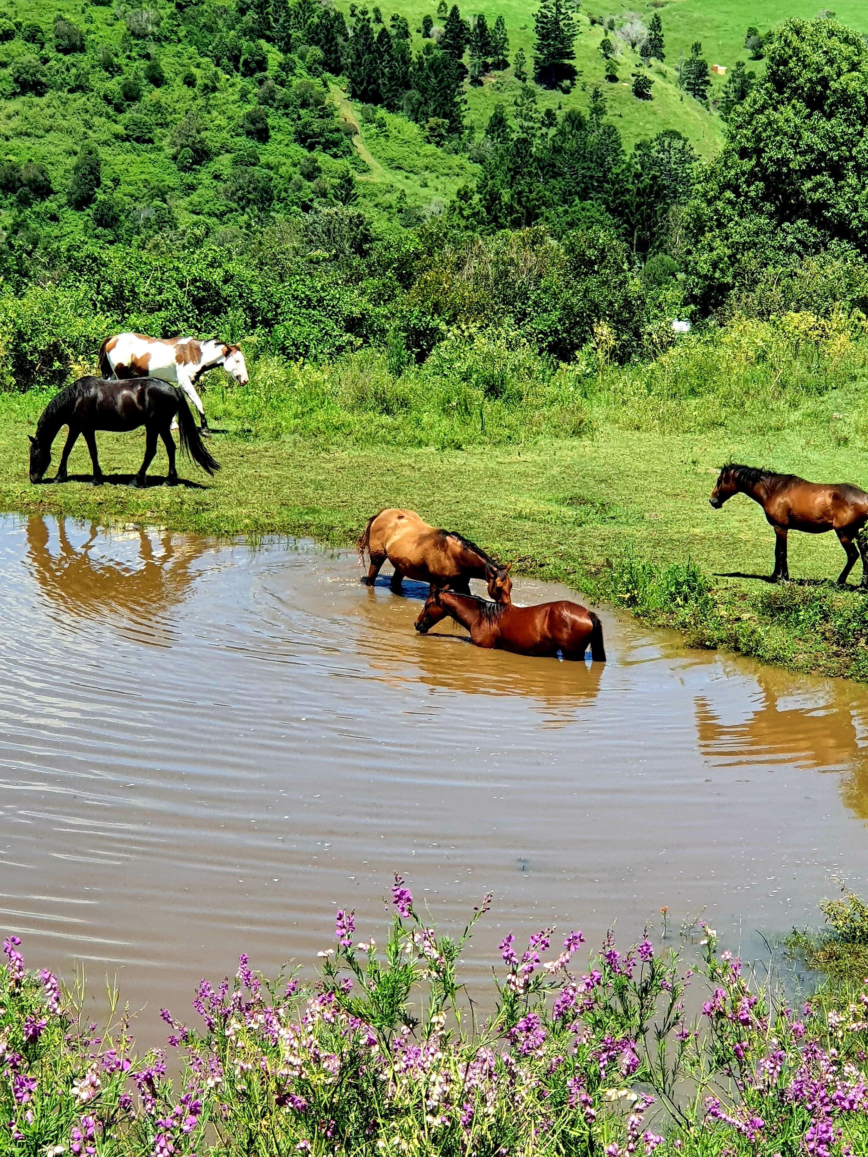 Farm Stay Cottage in the beautiful Gold coast hinterland — image 28