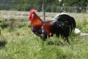 Jardines del alojamiento