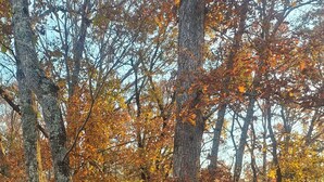A wicker chair on a wooden deck with a railing, surrounded by autumn-colored trees. - RUSTIC GLAM (Mentone)