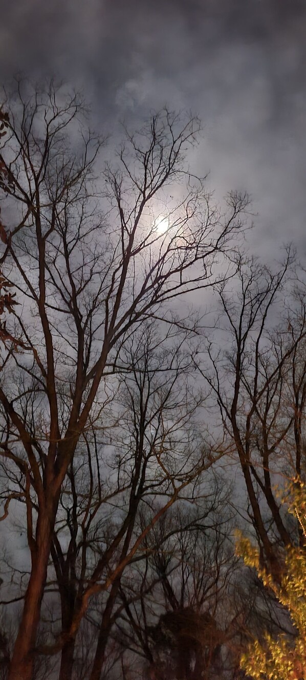 A night scene with bare trees and a bright moon. - RUSTIC GLAM (Mentone)